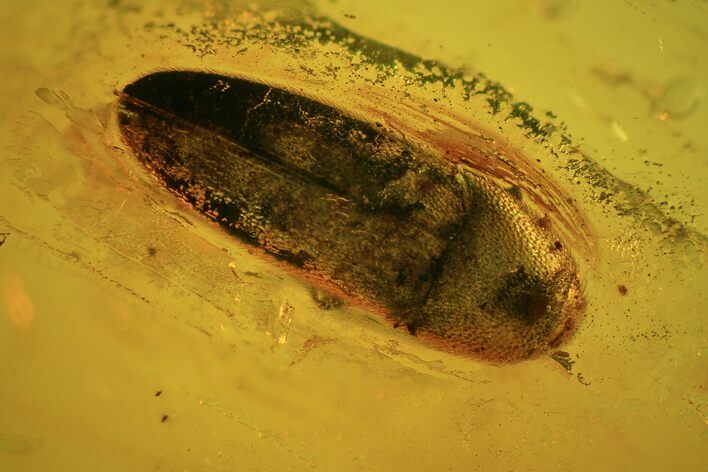 Fossil Beetle (Elateridae) In Baltic Amber #72224